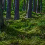 natur und coaching wald