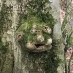 naturundcoaching.de Gesicht im Baum