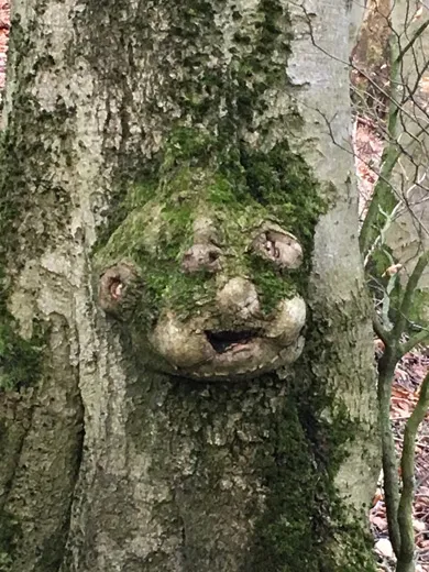 naturundcoaching.de Gesicht im Baum