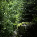 naturundcoaching.de Waldweg1