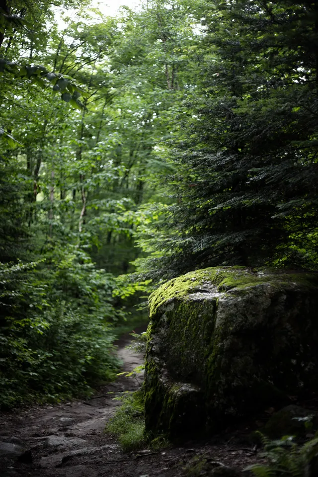 naturundcoaching.de Waldweg1 naturundcoaching.de Waldweg1