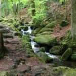 naturundcoaching.de bach