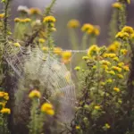 naturundcoaching.de Spinnennetz