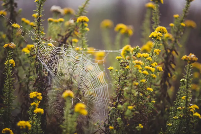 naturundcoaching.de Spinnennetz naturundcoaching.de Spinnennetz