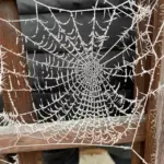 naturundcoaching Spinnennetz winter